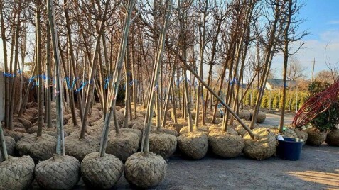 Розсадник 'Сад Мрії'™ активно продовжує осіннє викопування ґрунтових крупномірних рослин