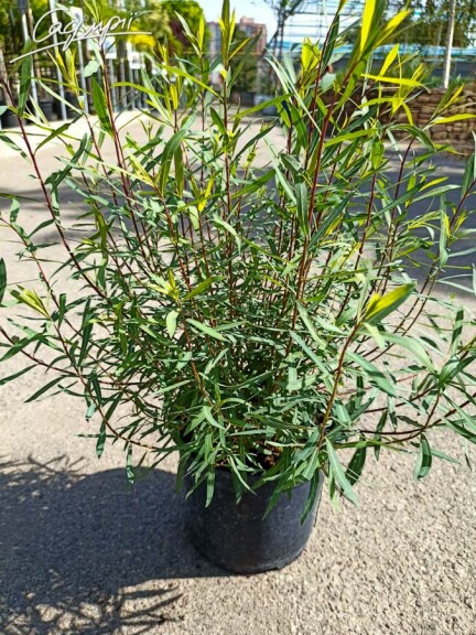 Верба пурпурна 'Nana' - 6