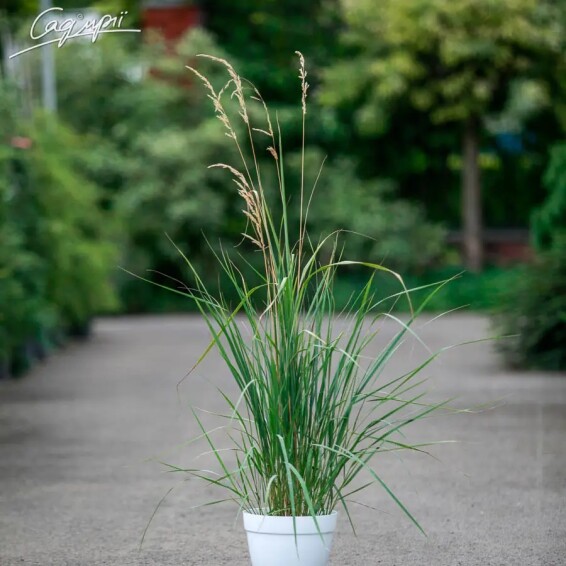 Куничник гостроквітковий 'Karl Foerster', C1 - - 2