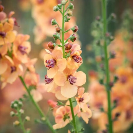 Коровяк 'Royal Highland' - интересная новинка для природных садов Коровяк 'Royal Highland' - интересная новинка для природных садов