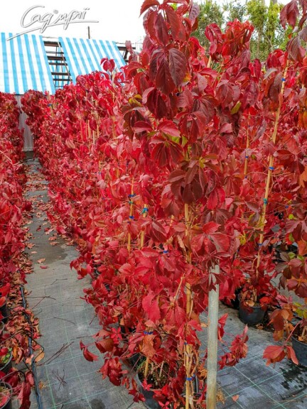 Виноград дівочий 'Engelmannii' - 6