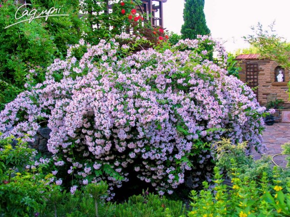 Кольквиция прелестная 'Pink Cloud' - 1 Кольквиция прелестная 'Pink Cloud' - 1