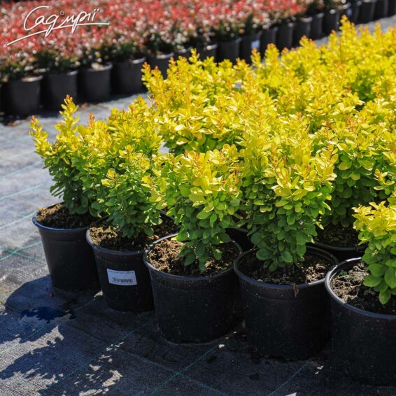 Барбарис Тунберга 'Golden Rocket' - 2 Барбарис Тунберга 'Golden Rocket' - 2