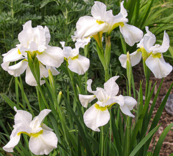 Ирис сибирский 'White Swirl', C3 - - 1