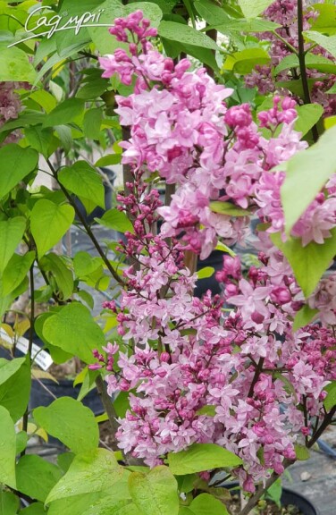 Сирень обыкновенная 'Olimpiada Kolesnikowa' - 2 Сирень обыкновенная 'Olimpiada Kolesnikowa' - 2