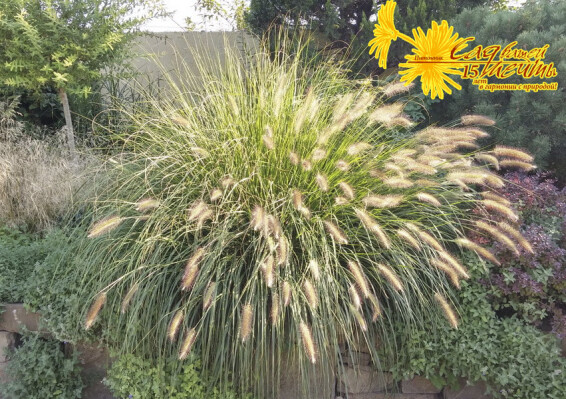 Пенісетум лисохвістний - 3