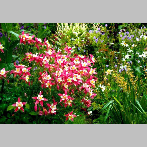 Аквилегия (водосбор) 'Crimson Star' - 3