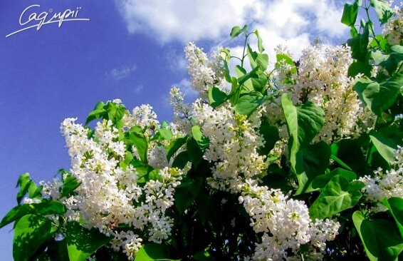 Бузок звичайний 'Mme Lemoine' - 3 Бузок звичайний 'Mme Lemoine' - 3