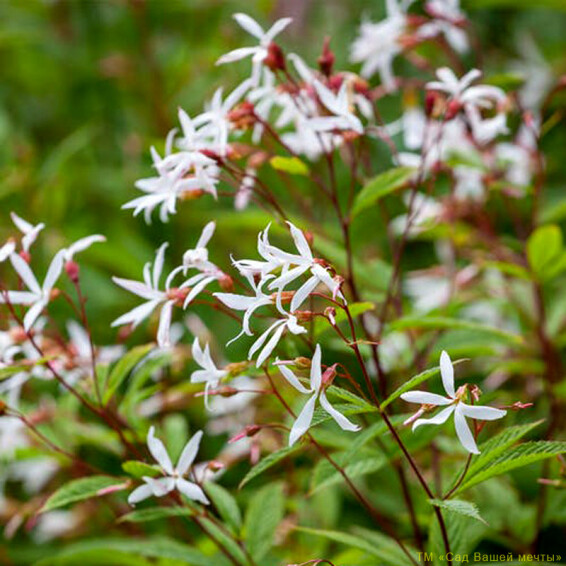 Гiлленiя трилистна - 1