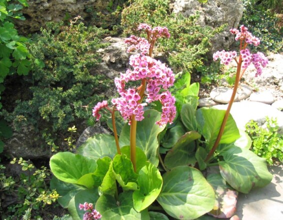 Бадан серцелистий 'Baby Doll' - 1