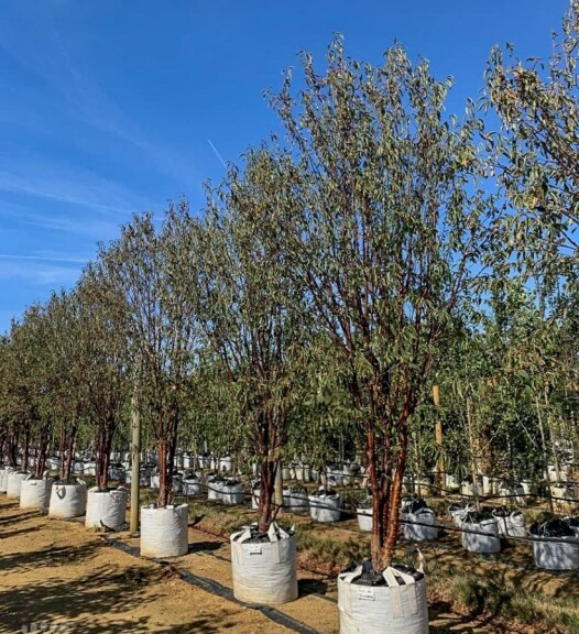 Вишня пильчатая #1, WRB 18--20 350-400 St. 160-180 - 2