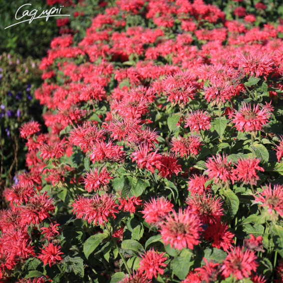 Монарда гибридная 'On Parade' - 6