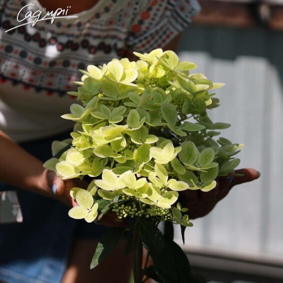 Гортензия метельчатая 'Pastelgreen'® - 4