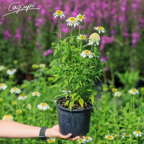 Ехінацея пурпурна 'White Double Delight'® #1, C2 - - 1