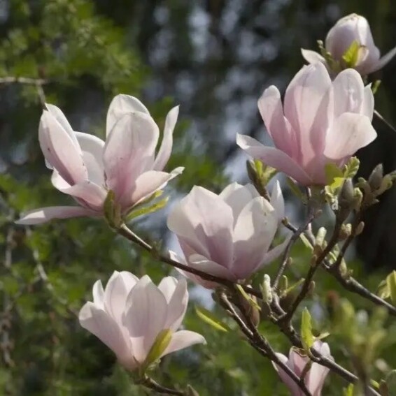 Магнолія Суланжа 'Speciosa' - 2