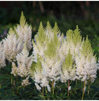 Астільба Арендса 'Weisse Gloria'