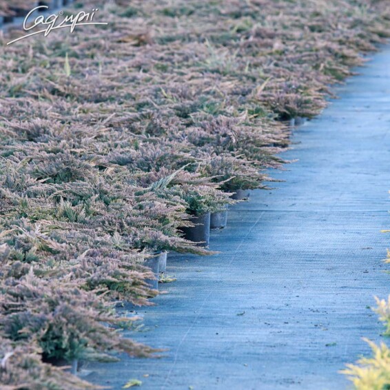 Можжевельник горизонтальный 'Prince of Wales' - 4