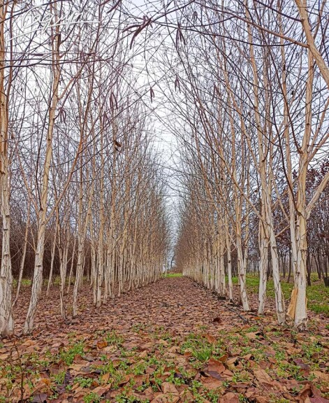 Береза гималайская 'Doorenbos' #2, С69 12--14 400-450 St. 1/2 - 13 Береза гималайская 'Doorenbos' #2, С69 12--14 400-450 St. 1/2 - 13