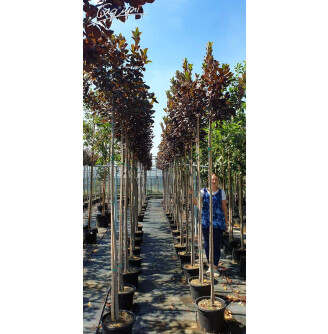 Черемшина віргінська 'Shubert'