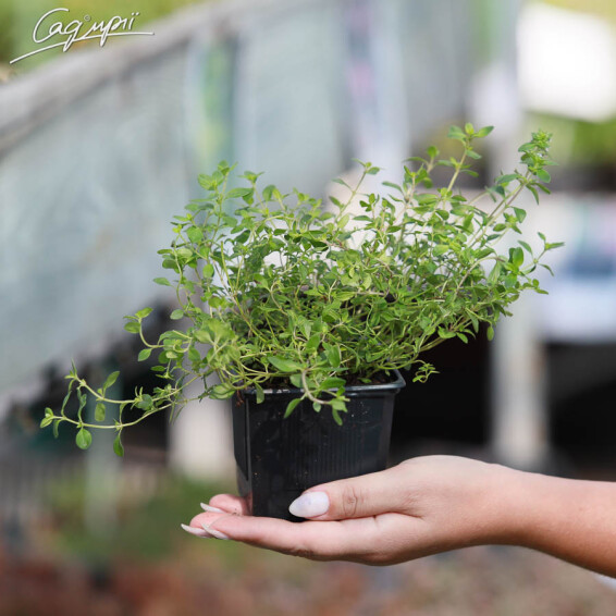 Тимьян ползучий #1, p9 - - 2