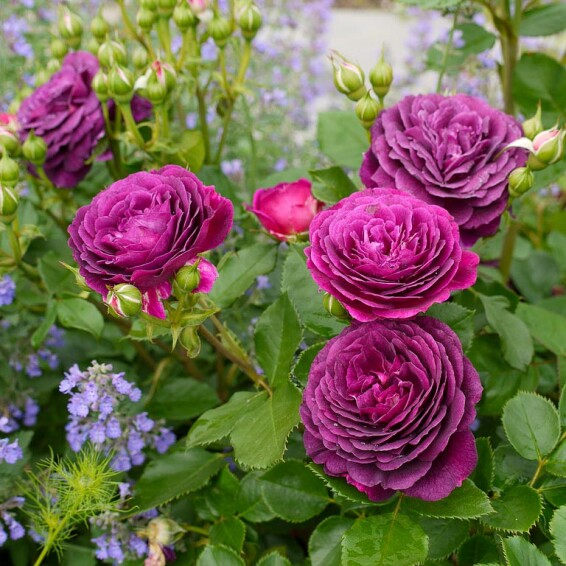 Троянда бордюрна 'Ebb Tide' - 8 Троянда бордюрна 'Ebb Tide' - 8