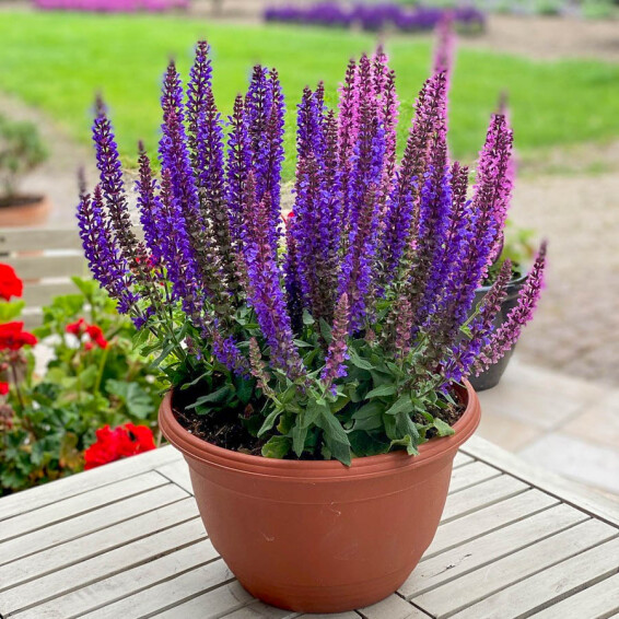 Шалфей дубравный 'Rianne® PBR' - 1