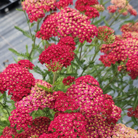 Деревій гібридний 'Pretty Woman' - 2