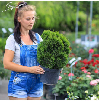 Туя западная 'Miky'