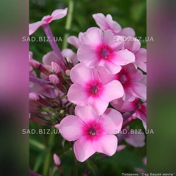 Флокс волотистий 'Miss Pepper' - 2