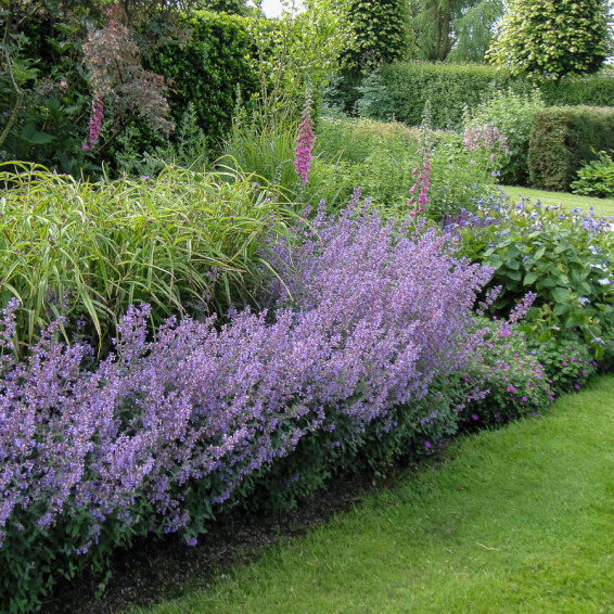 Котовник Фассена 'Kit Cat' #3, p9 - - 2