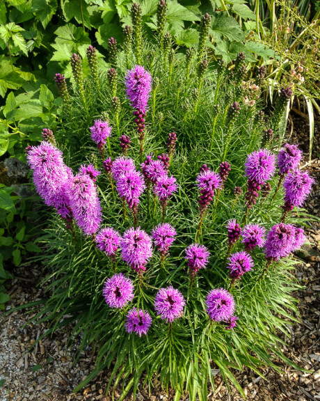 Ліатріс колосковий 'Floristan Violet' - 4 Ліатріс колосковий 'Floristan Violet' - 4