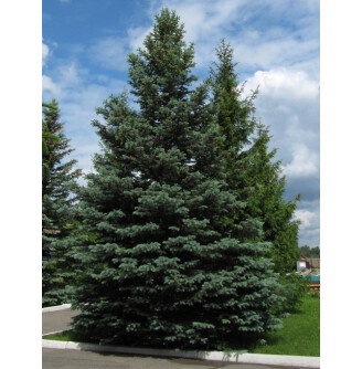 Ялина колюча 'Glauca' - ф. зелена