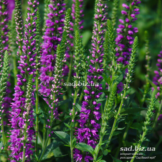 Вероника гибридная 'Atomic Red Ray' ® PBR - 2