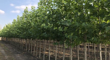 Алейні паркові дерева