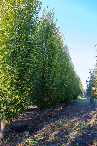 Граб звичайний 'Frans Fontaine' - 2 Граб звичайний 'Frans Fontaine' - 2