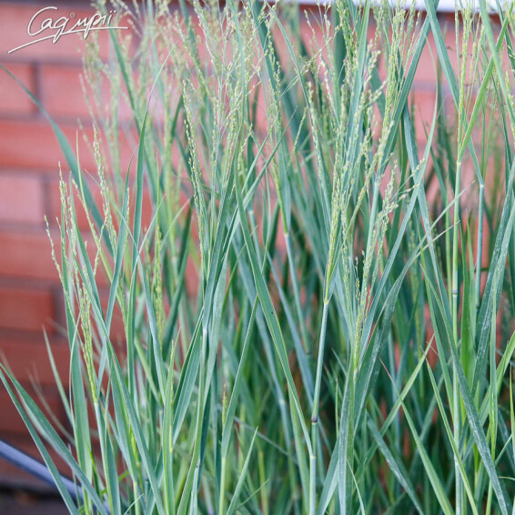 Просо вербовидне 'Heavy Metal' - 1 Просо вербовидне 'Heavy Metal' - 1