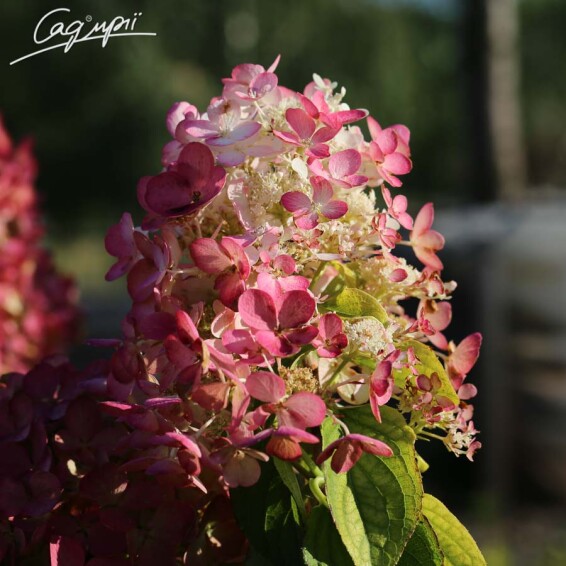 Гортензия метельчатая 'Diamand Rouge'® #3, С3 80-90 - 5