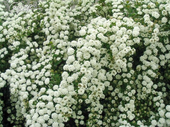 Спирея Вангутта - 3