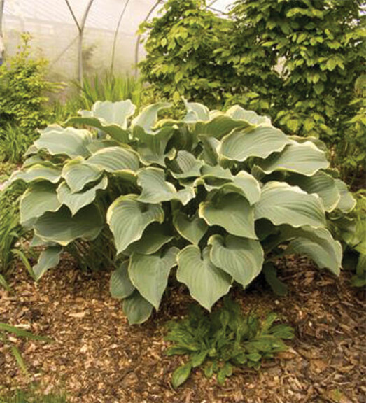 Хоста 'Regal Splendor' - 1