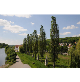 Тополя чорна 'Italica'