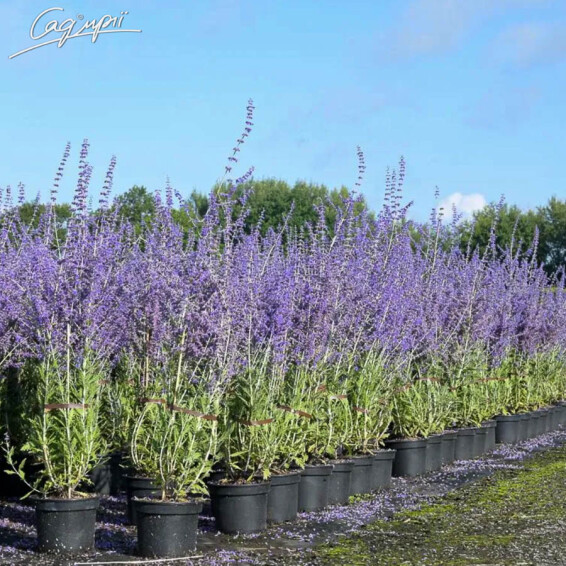 Перовскія лебедолистна 'Little Spire' - 2