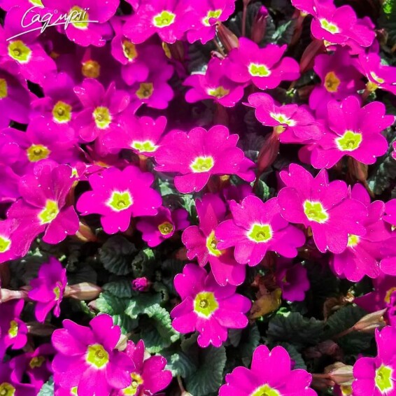 Первоцвіт звичайний, C1 - - 2 Первоцвіт звичайний, C1 - - 2