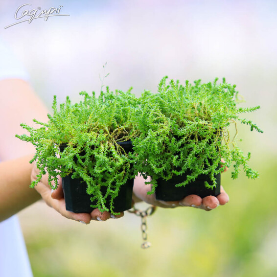 Очиток їдкий 'Aureum' - 1