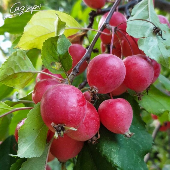 Яблуня 'Red Obelisk'® - 2