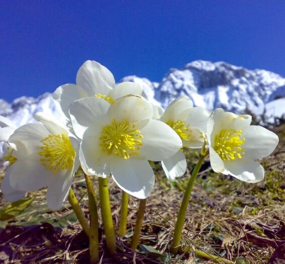 Чемерник чорний - 5