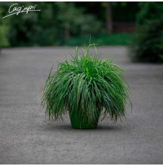 Бриза середня