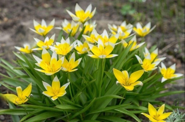 Цибулинні квіти вже у продажу!