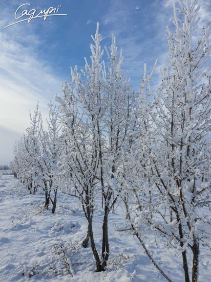 Кізіль звичайний - 3 Кізіль звичайний - 3