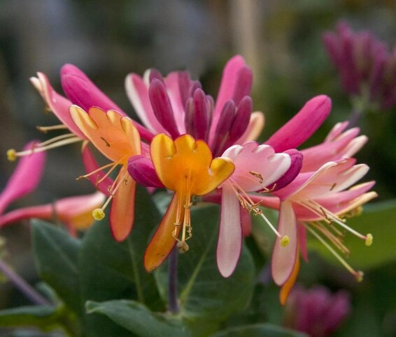 Жимолость Гекротта - 6