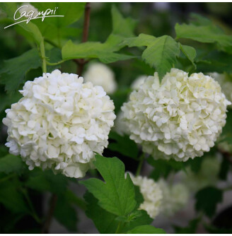 Калина звичайна 'Roseum'